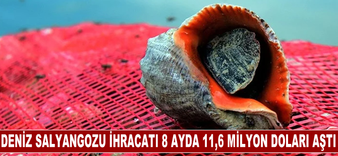 Türkiye'nin deniz salyangozu ihracatı 8 ayda 11,6 milyon doları aştı