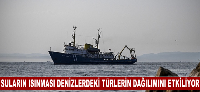 Sıcaklıkla birleşen faktörler Marmara Denizi'nde tombik balığı sayısını artırıyor
