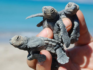 Çıralı'da 5 bin 300'ü aşkın yavru caretta caretta denizle buluştu