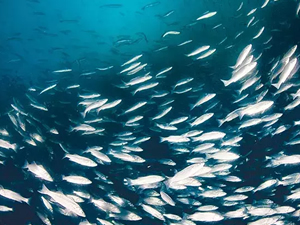Ege Denizi'ndeki balıklar tehdit altında
