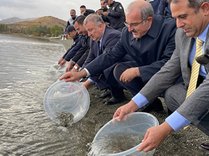 Hazar Gölü'ne 200 bin siraz balığı yavrusu bırakıldı
