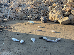 İskenderun Sahili'nde balık ölümleri görülmesi üzerine inceleme başlatıldı