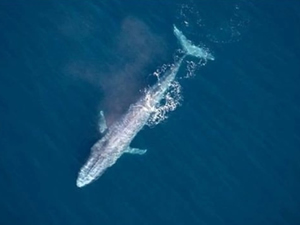 Mavi balinalar, Hint Okyanusu'nun bir bölümünü tekrar yuva ediniyor
