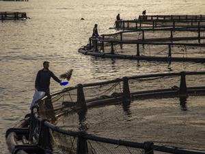 Egeli balıkçıların 11 aylık ihracatı 1 milyar doları aştı