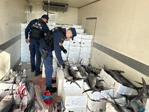 Balıkesir'de avlanması yasak olan 3 tondan fazla balık ele geçirildi