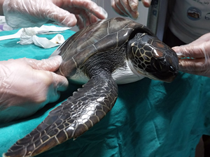 Hayalet ağa dolanan kaplumbağa tedaviye alındı