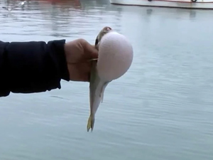 Marmara Denizi’ni bekleyen tehlike!