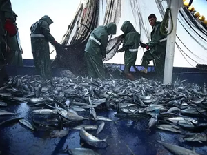 Samsun'da tekneyle usulsüz avlanan balıkçılara para cezası kesildi
