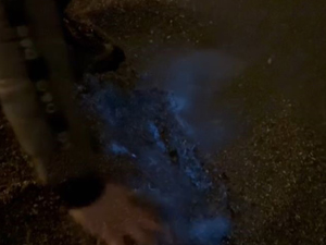 Marmara Denizi mavi renkli parlamalar ortaya çıktı