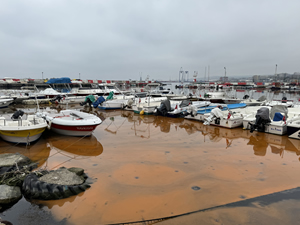 Balıkçı barınağında planktonlar denizin rengini turuncuya çevirdi