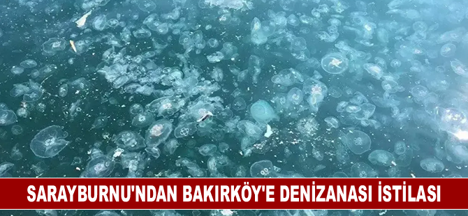 Sarayburnu’ndan Bakırköy’e denizanası istilası