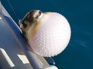 Balon balığı avlayanlara ödenecek tutar belli oldu