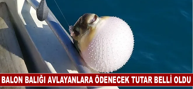 Balon balığı avlayanlara ödenecek tutar belli oldu