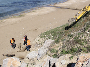 Ölü yunuslar karaya vurdu