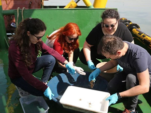 İzmit Körfezi’nde biyoçeşitlilik araştırması devam ediyor