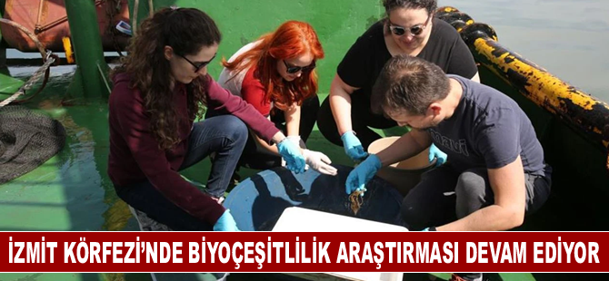 İzmit Körfezi’nde biyoçeşitlilik araştırması devam ediyor
