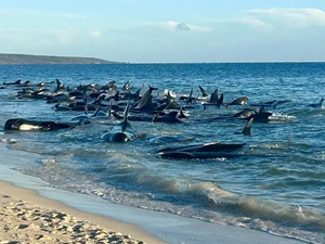 Avustralya'da karaya vuran 160 balinadan 26'sı öldü