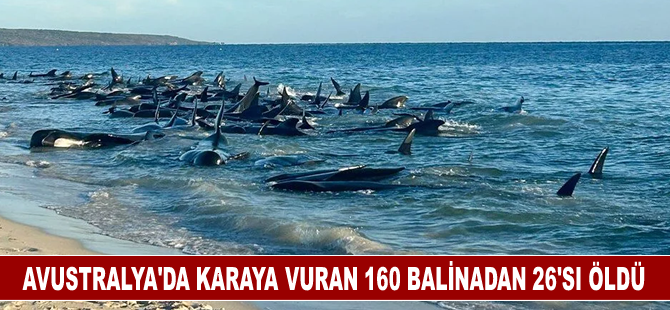 Avustralya'da karaya vuran 160 balinadan 26'sı öldü