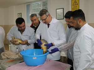 Yavru sazan üretim sezonu başladı