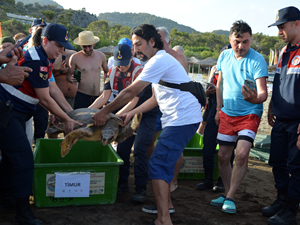 Tedavileri tamamlanan 2 caretta caretta denizle buluştu