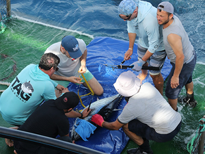 Antalya'da 32 orkinosa uydu cihazı takıldı