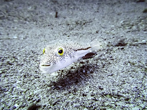 İklim değişikliği mavi yengeç ve balon balığının Karadeniz'e gelmesine neden oluyor