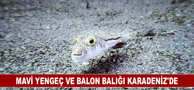 İklim değişikliği mavi yengeç ve balon balığının Karadeniz'e gelmesine neden oluyor