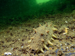 "Japon deniz hıyarı"nın İzmit Körfezi'ndeki popülasyonu artıyor