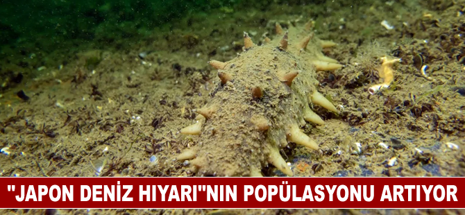 "Japon deniz hıyarı"nın İzmit Körfezi'ndeki popülasyonu artıyor
