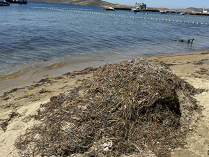 Deniz çayırlarını iş makinesiyle söken operatöre 774 bin lira ceza!