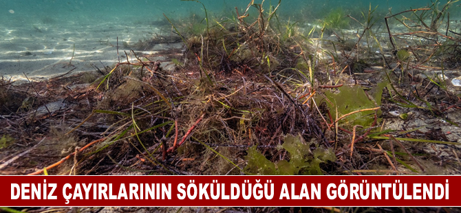 Deniz çayırlarının söküldüğü alan görüntülendi