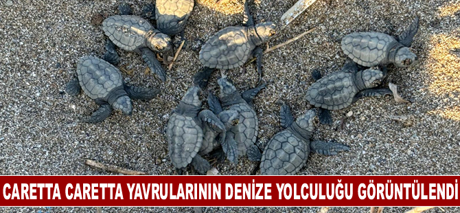 Yuvalarından çıkan caretta caretta yavrularının denize yolculuğu görüntülendi