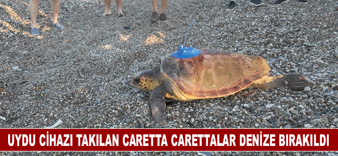 Uydu cihazı takılan caretta carettalar denize bırakıldı