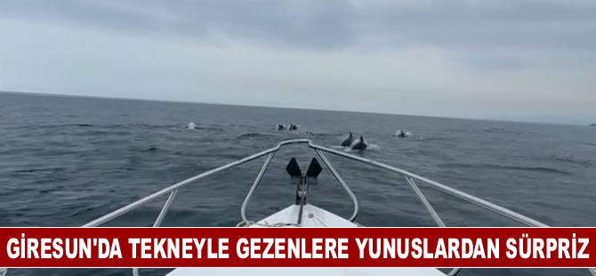 Giresun'da tekneyle gezenlere yunuslardan sürpriz