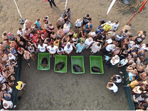 Tedavileri tamamlanan caretta carettalar denizle buluştu