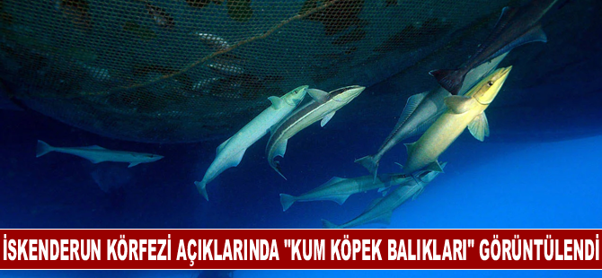 İskenderun Körfezi açıklarında besin arayan "kum köpek balıkları" görüntülendi