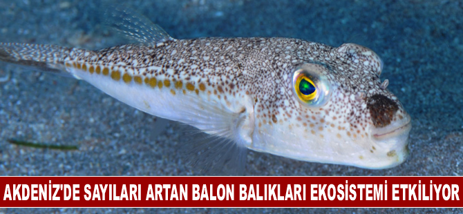 Akdeniz'de sayıları artan balon balıkları ekosistemi etkiliyor