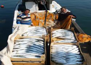 Lüfer balığı yemek artık cesaret istiyor