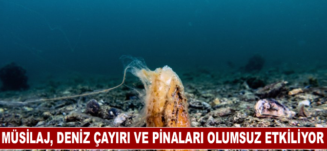 Müsilaj, Deniz Çayırı ve Pinaları Olumsuz Etkiliyor