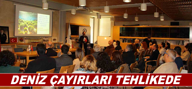 Deniz çayırları tehlikede
