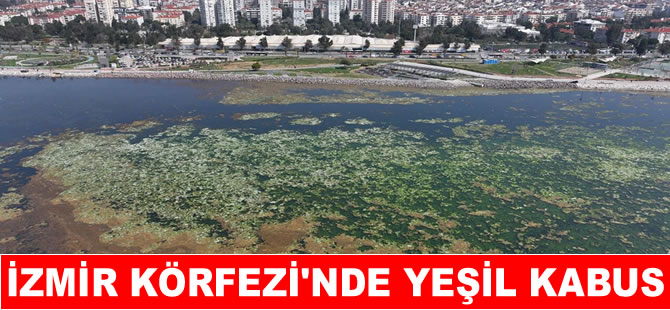 İzmir Körfezi adeta yeşile boyandı!