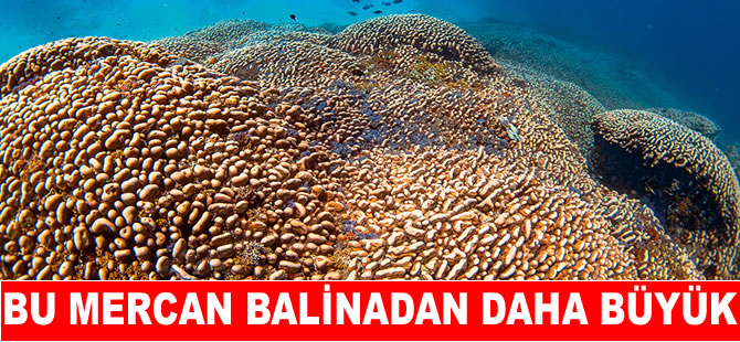 Dünyanın en büyük mercanı bulundu