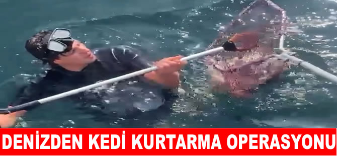 Denizden kedi kurtarma operasyonu