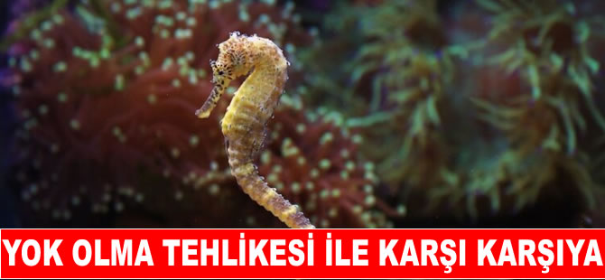 Denizatları yok olma tehlikesi altında!