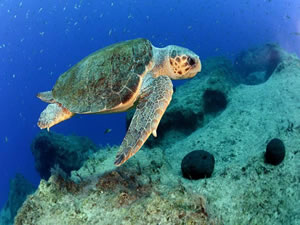 Caretta carettaların çiftleşme döneminde sessizlik uyarısı