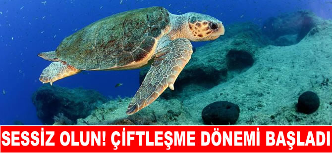 Caretta carettaların çiftleşme döneminde sessizlik uyarısı