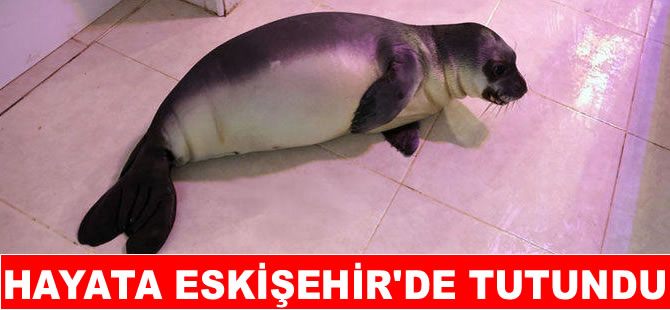 Yavru Akdeniz foku, 101 gün sonra denizle buluşturuldu