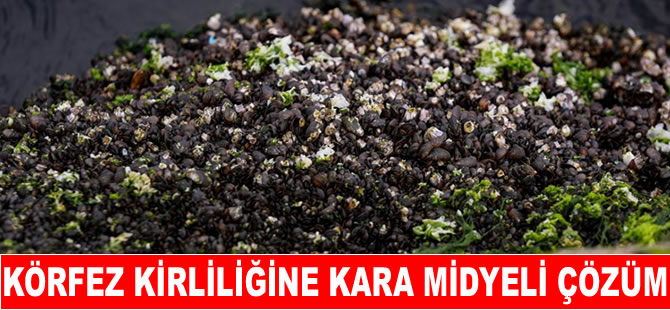 İzmir Körfezindeki kirliliğe midye çözümü