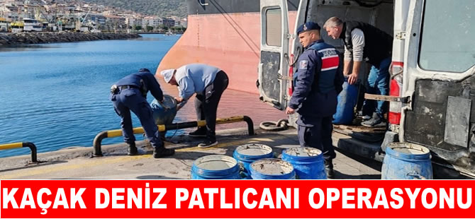 İzmir’de kaçak deniz patlıcanı operasyonu
