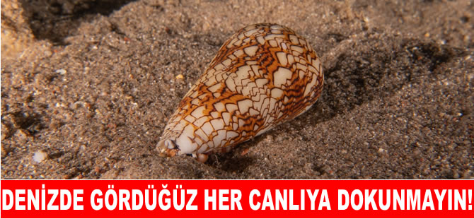 Kendisine dokunanı felç eden salyangoz